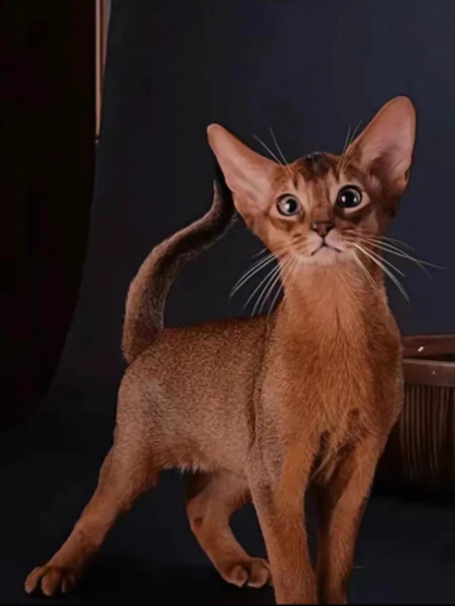 猫舍直销,批发价出售,阿比西尼亚